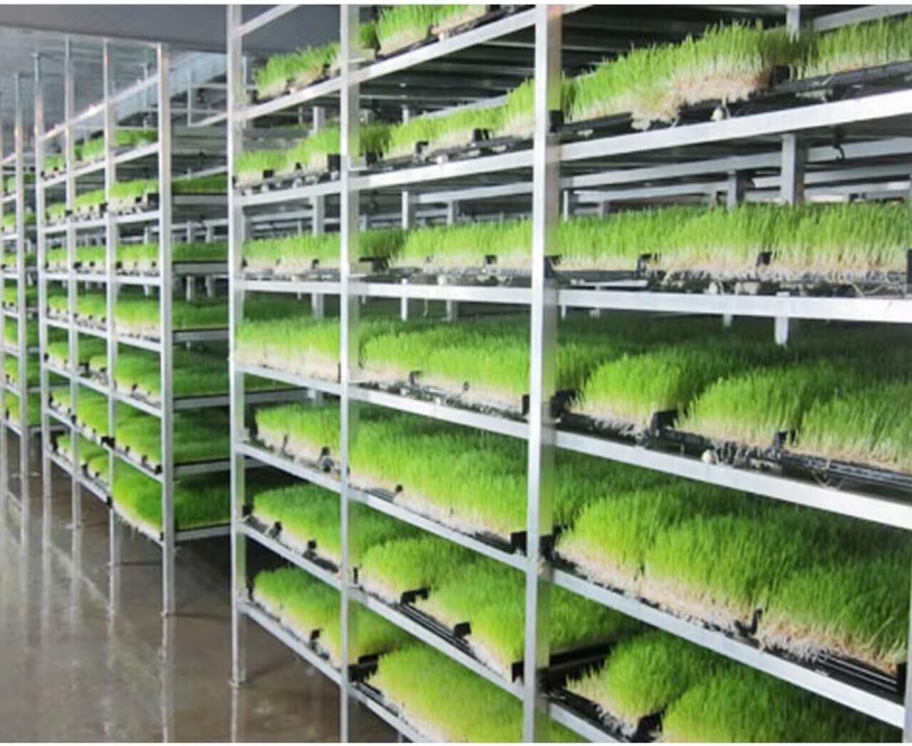 Hydroponic fodder